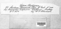 Aecidium ranunculi image